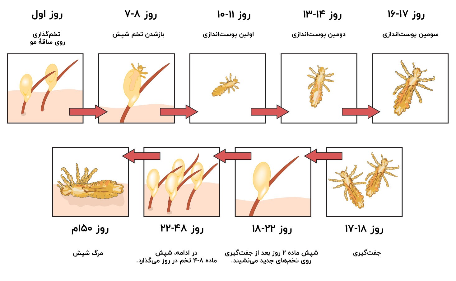 چرخهٔ رندگی شپش