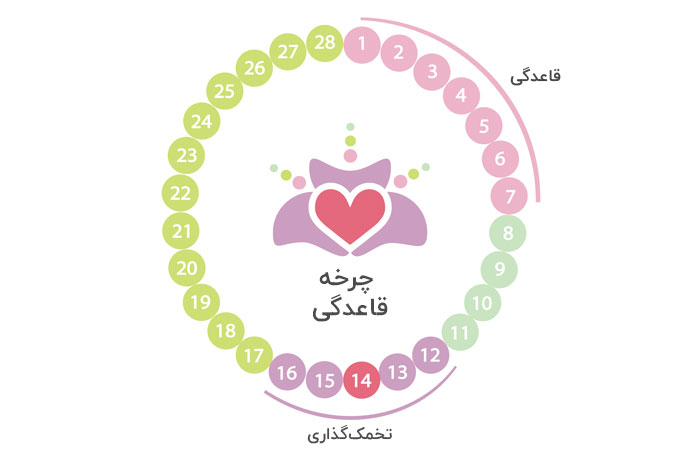 چرخه قاعدگی احتمال بارداری هنگام عادت ماهیانه